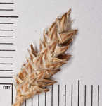 Coastal sedge